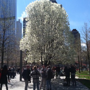 ground zero træ 25 april
